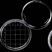 Contact plate PS  65.8 x 14.7 mm Sterile R without vents. 25 tub...