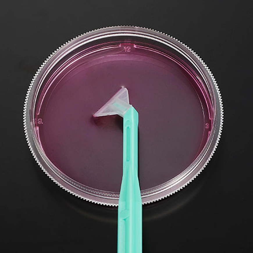 Cell Scraper 25 cm Sterile R